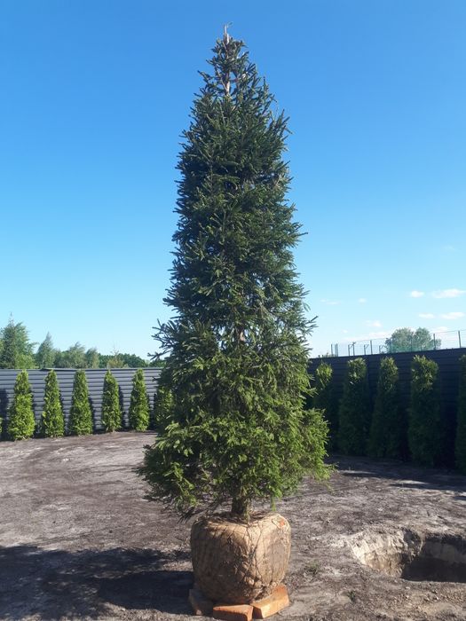 Продам ялинки "Ялина звичайна" 4-5м ,Київ