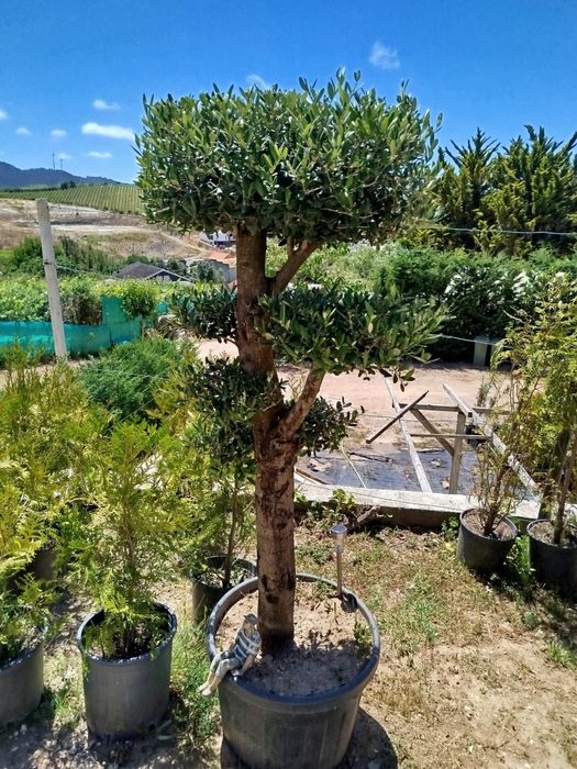 Oliveiras de ornamentação