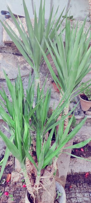 Planta Yuca vários tamanhos