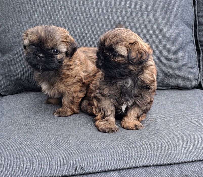 Shih tzu  suczka  mała