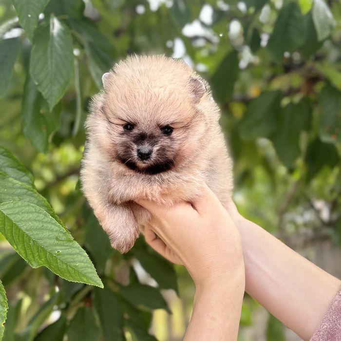 ляльковий ведмедик шоу классу
