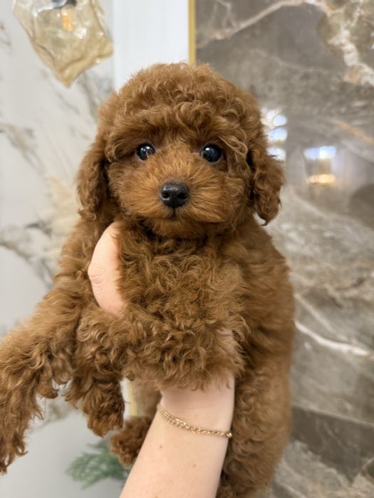 Pudel Toy chłopczyk