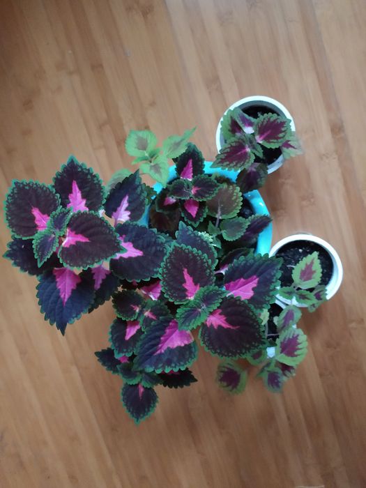 Цветок, цветы, клумба, Колеус, Колеус Блюма, отростки.