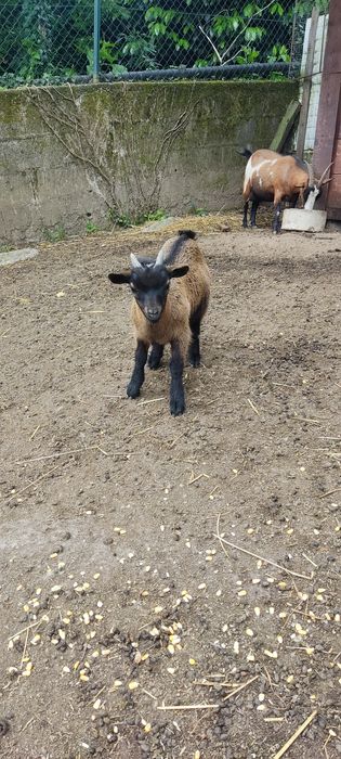Cabras anas para venda