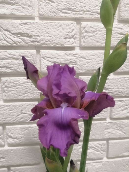 Irys bródkowy piękny wieloletni kwiat