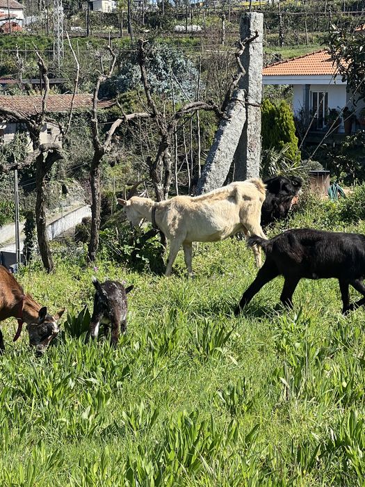 Tres Cabras porte grande