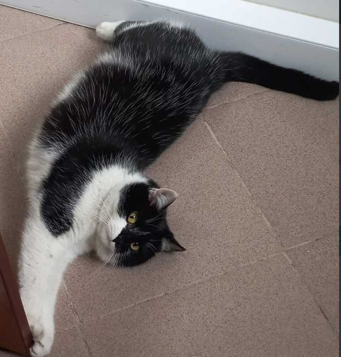 Zaginęła kotka /Łomża