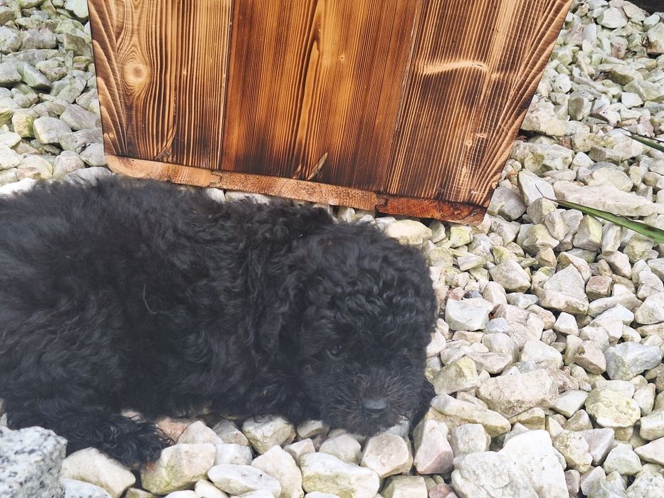 Piesek maltipoo z metryką