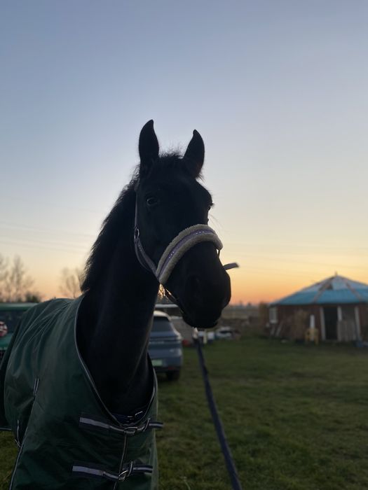 Wspoldzierzawa klaczy