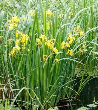 lilie wodne , rośliny strefy błotnej ,oczka wodne, filtry , prefiltry,