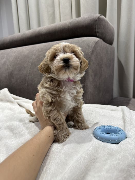 Suczka maltipoo