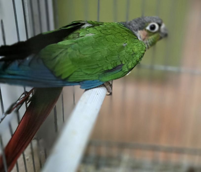 Pyrrhuras casal pronto a criar