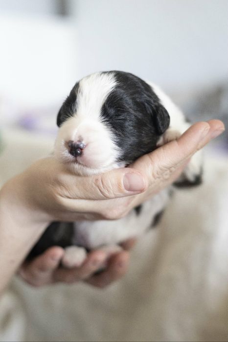 Owczarek australijski typ amerykański samiec black tri z dł. ogonkiemZKwP