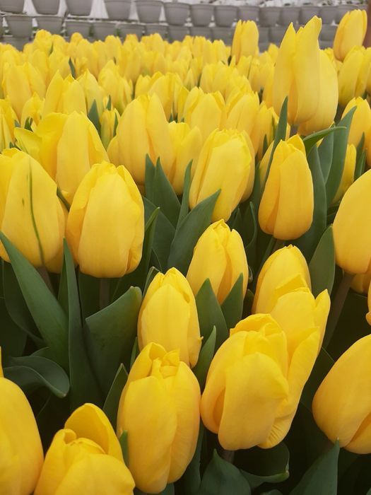 Тюльпани від виробника