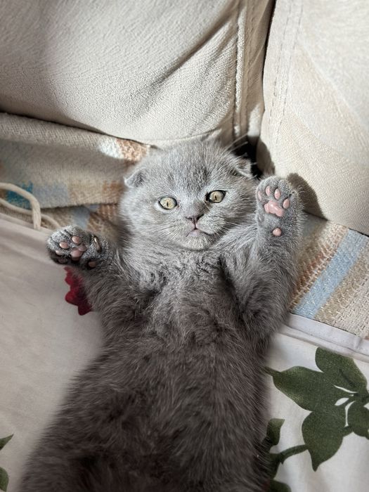 Шотландские вислоухие котята