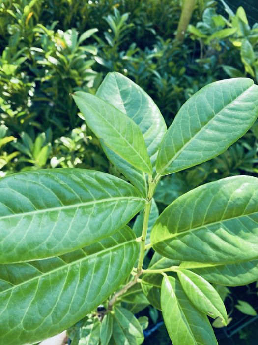 Lauros para sebes e vedacoes vaso 1L