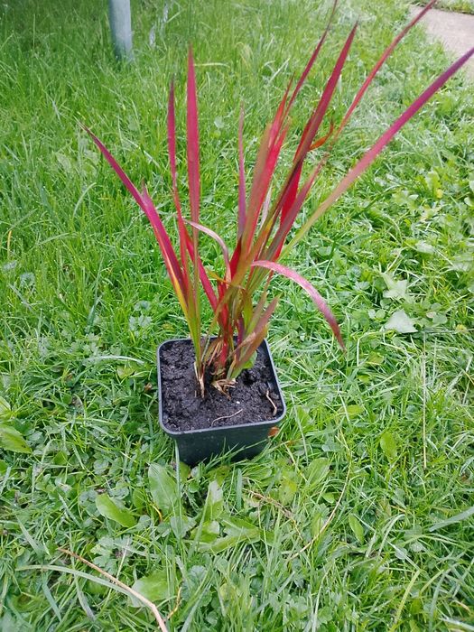 Sprzedam trawkę ozdobna