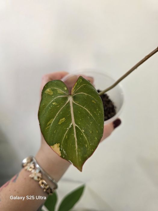 Philodendron gloriosum variegata