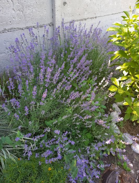 Лаванда вузьколиста англійська саджанці, лаванда саженцы