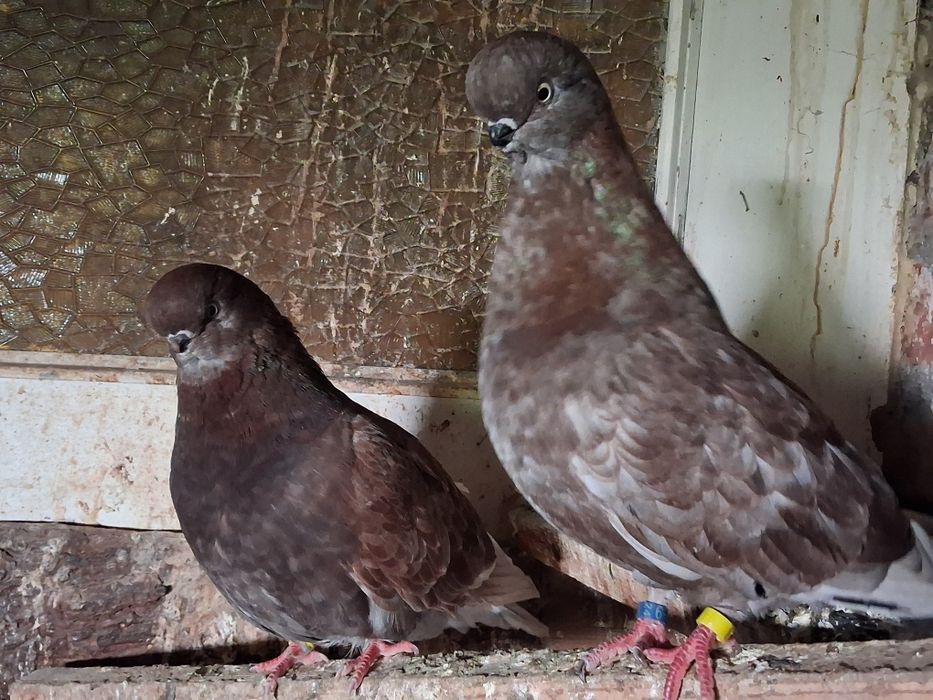 Long face para parzysta