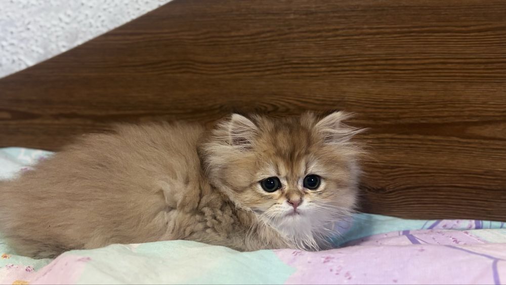 Чарівний котик хайленд