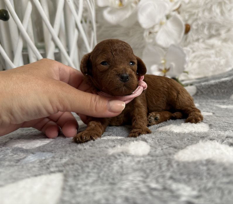 Pudel toy red/ red brown, maleńka prześliczna suczka!