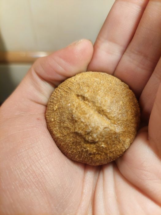 Fóssil coral Cretácico