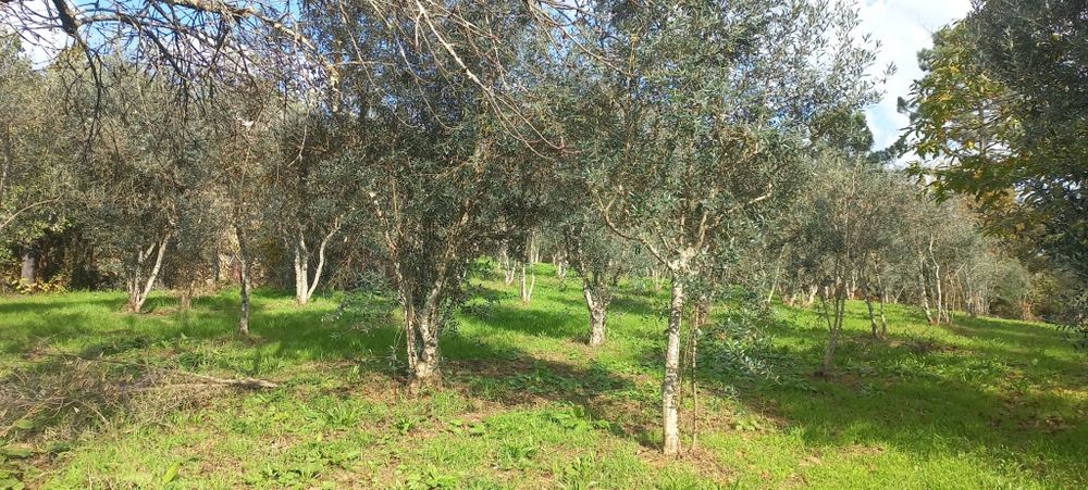 Quinta com casa habitação em Sabugosa-Tondela Tondela