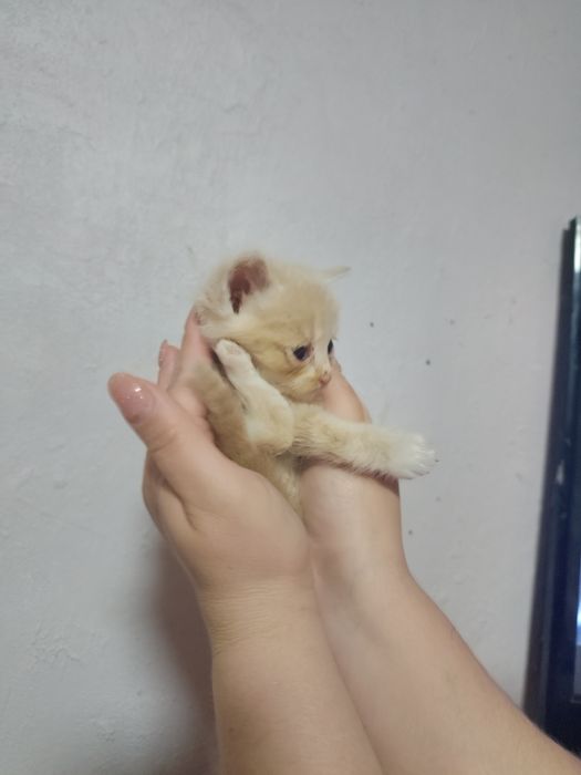 Безкоштовно кошенята
