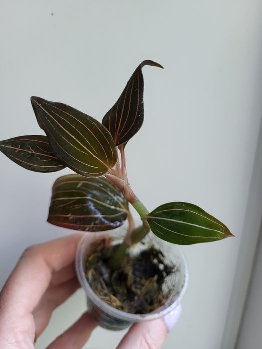 Орхідея дорогоцінна