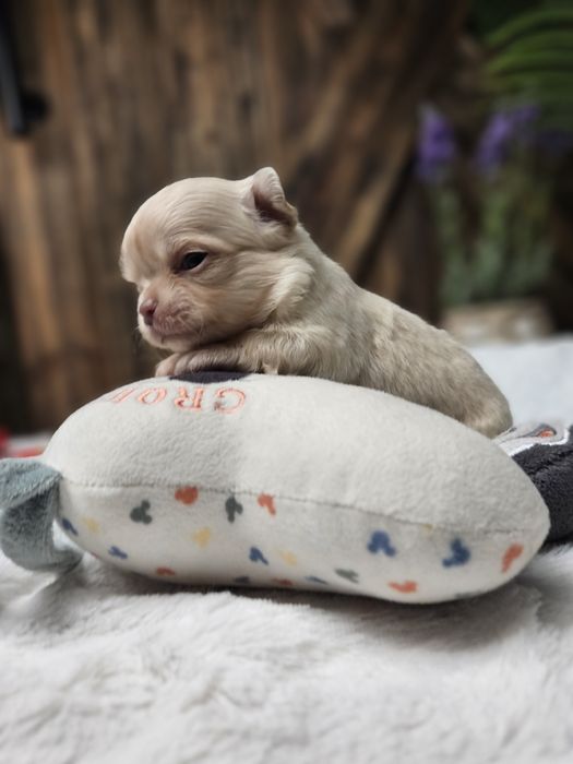 Chihuahua śliczny malutki chłopczyk