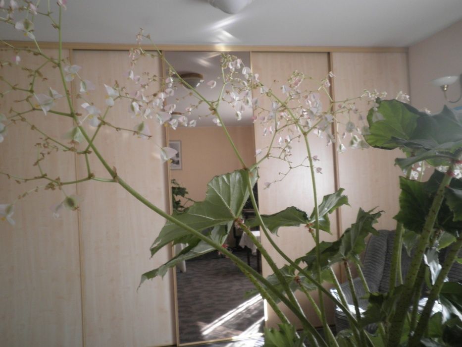 Sprzedam kwiat doniczkowy pokojowy