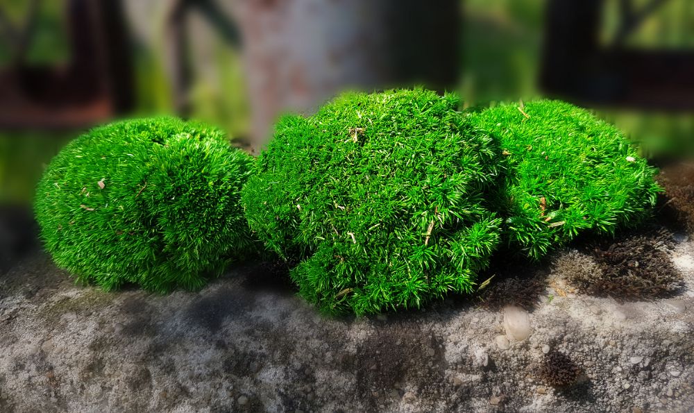 Mech poduszkowy 100% naturalny ciemna zieleń 20g do lasu w słoiku 1szt