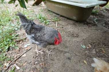 ІнкубацІйнІ  яйця  - ДОМИНАНТ Д 192