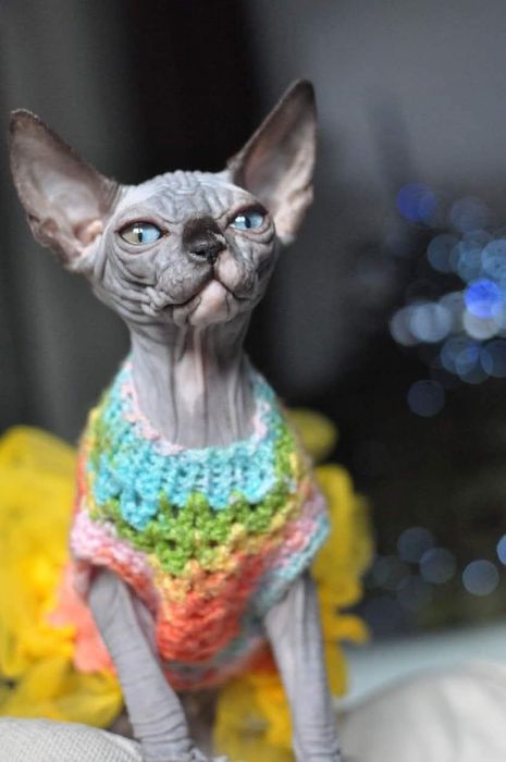 Sfinks piekny łysy kot