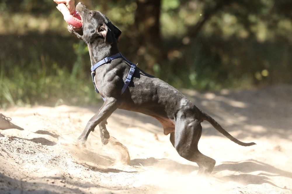 Американський пітбультер'єр.Пітбуль. Pitbull