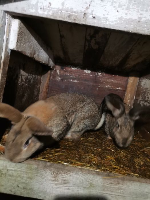 Króliki samce samice