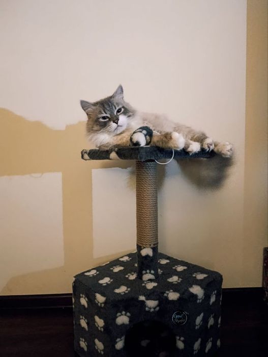 Домик когтеточка для кота кошки