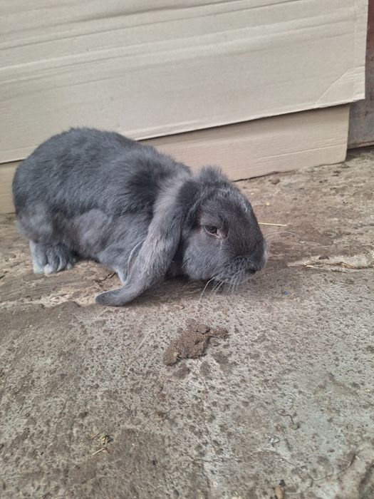 Кролі французський баран,німецький строкач голд.