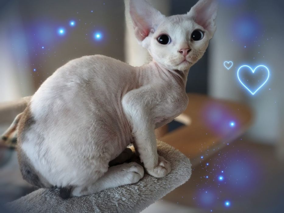 Ufo - rezerwacja - arlekin Devon Rex po Championie
