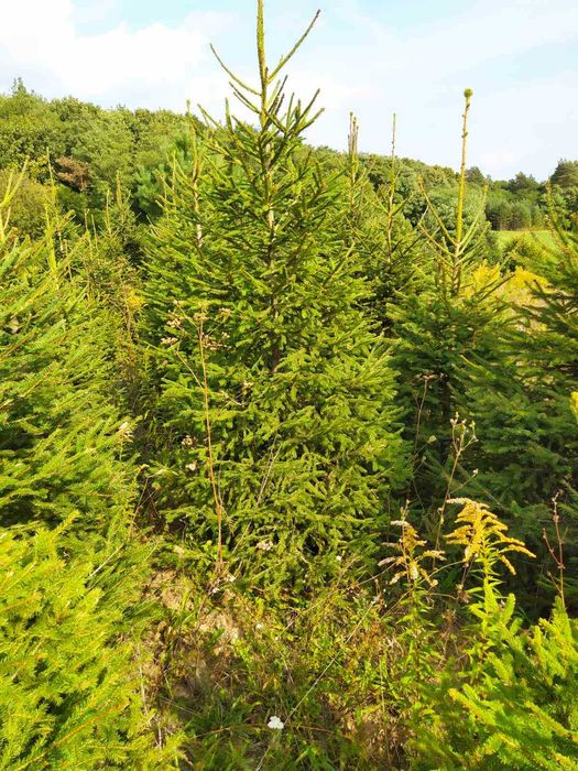 Ялинка,сосна,кримка жива з корінням .Ель елка.