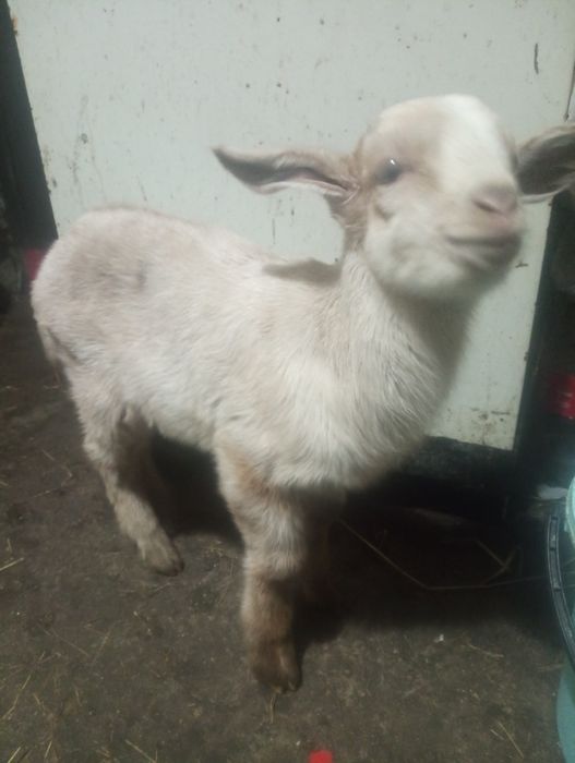 Продам Нубійця або обміняю на кізочку Нубійку