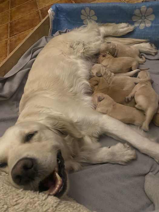 Golden Retriver szczeniaczek