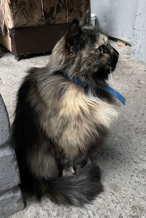 Стерилізована кішечка шукає люблячу родину