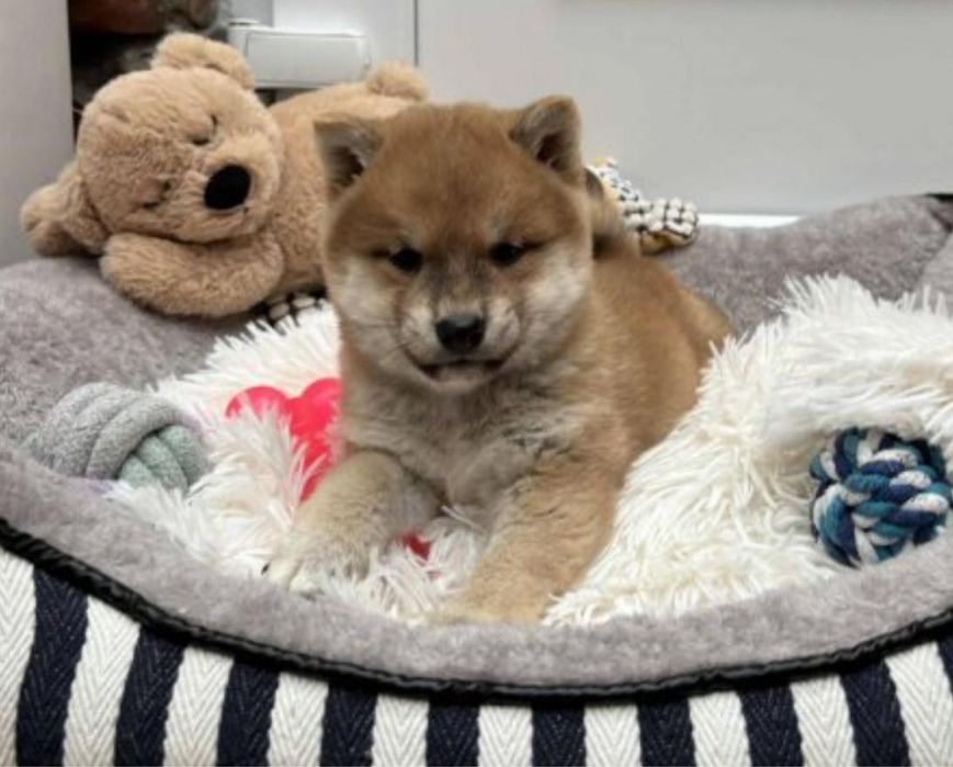 Shiba inu Femea 2 meses