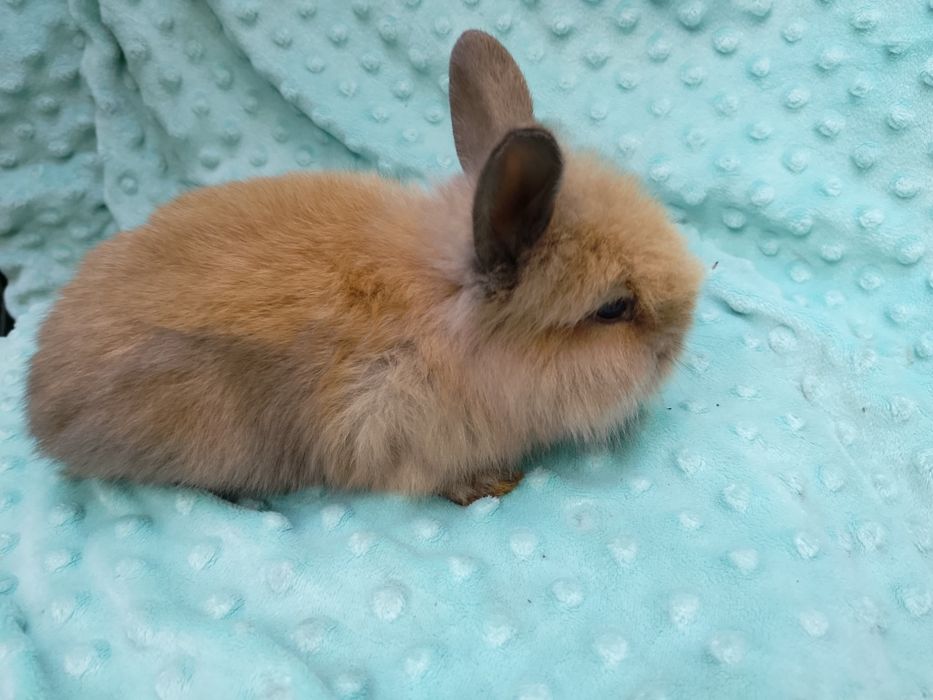 Króliki miniaturki króliczki miniaturki