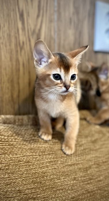 Абіссинські кошенята абиссинские котята