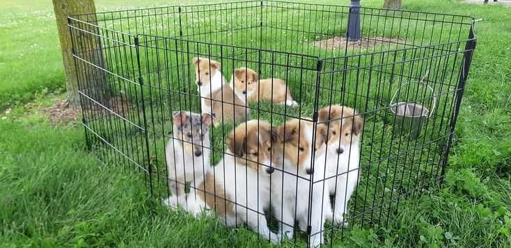 Клетка 180х60х76 манеж с дверкой  8-секций клітка для щенков собак