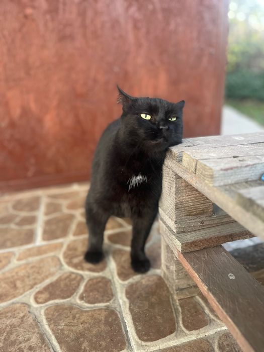 Myszka czeka na swój wymarzony dom na CMENTARZU