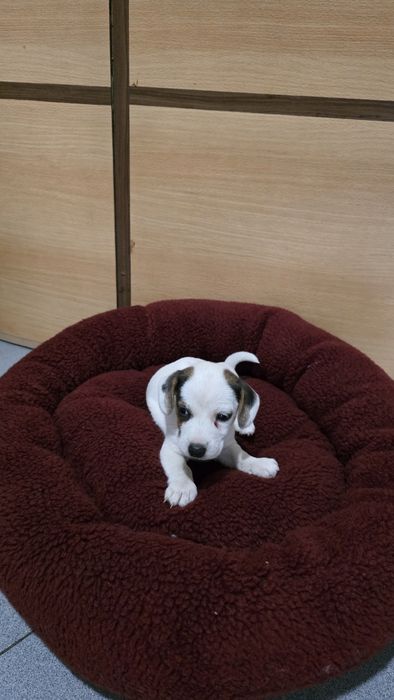 Jack russell macho